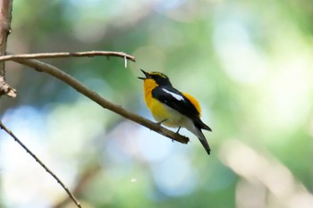 Narcissus Flycatcher 滋賀県甲賀市甲南町創造の森 Mon, 5/1/2023