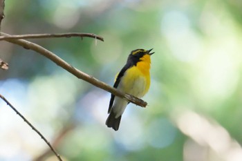 Narcissus Flycatcher 滋賀県甲賀市甲南町創造の森 Mon, 5/1/2023