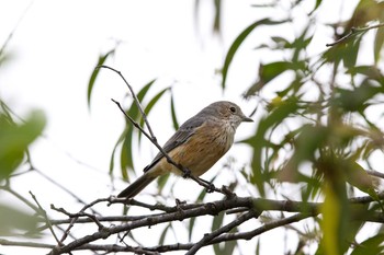 Rufous Whistler Lake Mitchell (Cairns) Sat, 5/5/2018