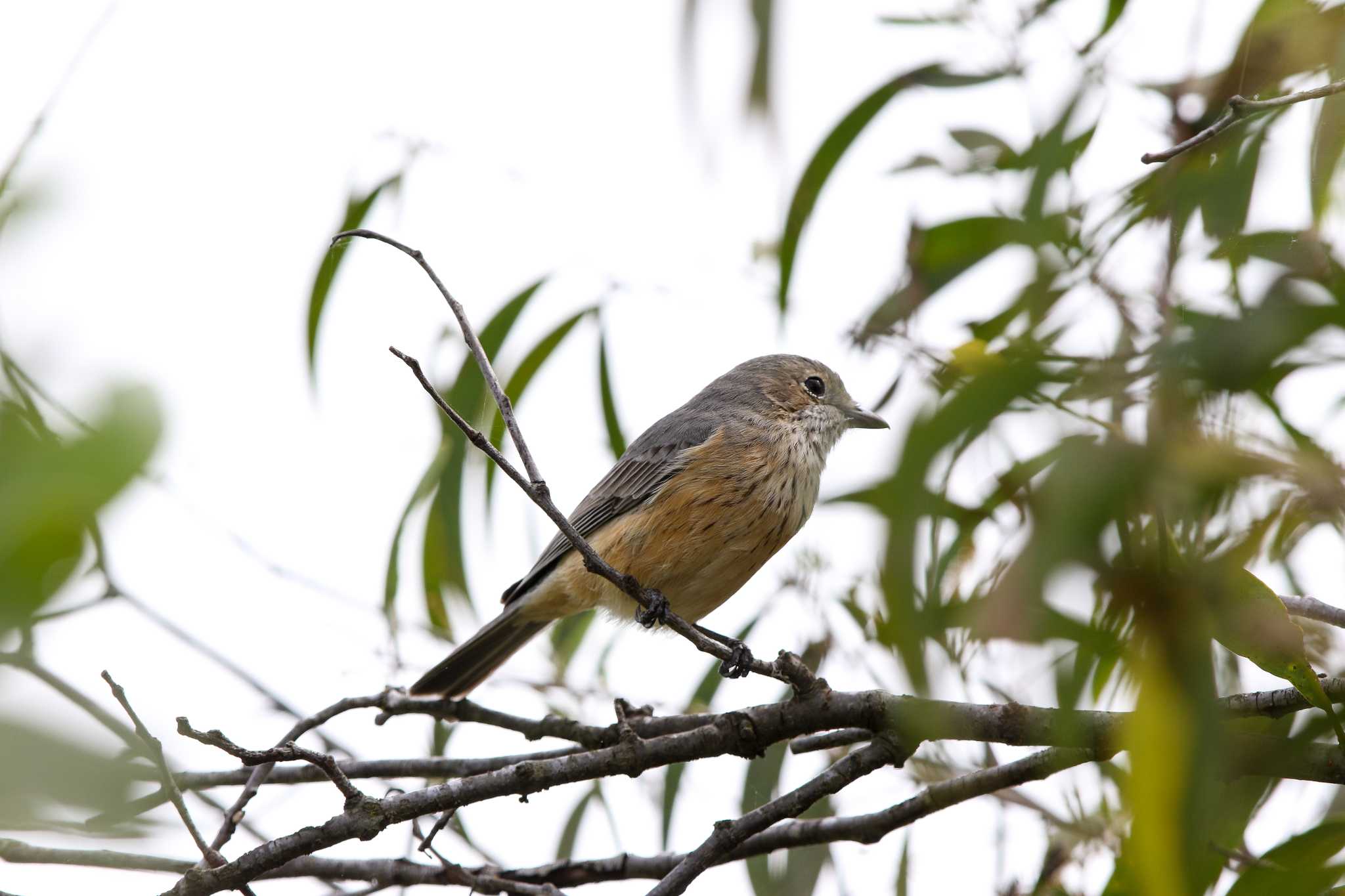 Photo of Rufous Whistler at Lake Mitchell (Cairns) by Trio