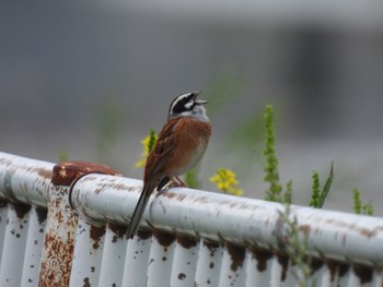 Mon, 5/1/2023 Birding report at 埼玉県さいたま市