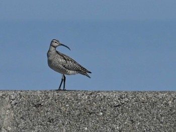 2023年5月1日(月) 熊本新港の野鳥観察記録