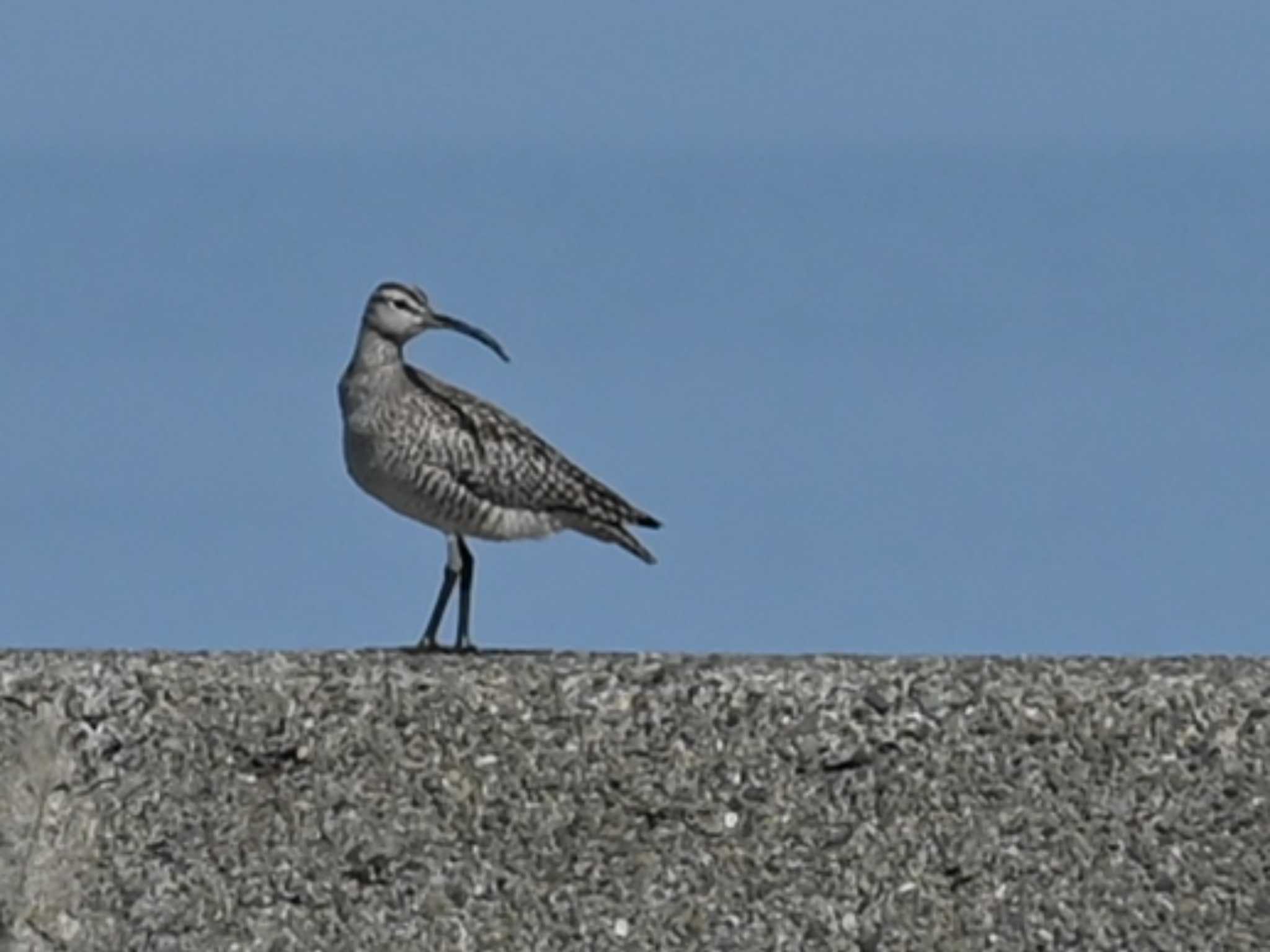 熊本新港 チュウシャクシギの写真 by jo6ehm