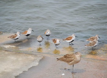 Dunlin 日の出三番瀬沿い緑道 Sat, 4/29/2023