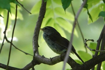 ウグイス 秋ヶ瀬公園 2023年5月1日(月)