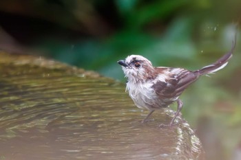 Long-tailed Tit 権現山(弘法山公園) Sat, 7/9/2022