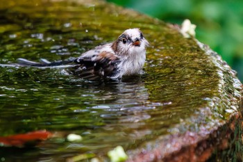 Long-tailed Tit 権現山(弘法山公園) Sat, 7/9/2022