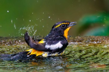 Narcissus Flycatcher 権現山(弘法山公園) Sat, 7/9/2022