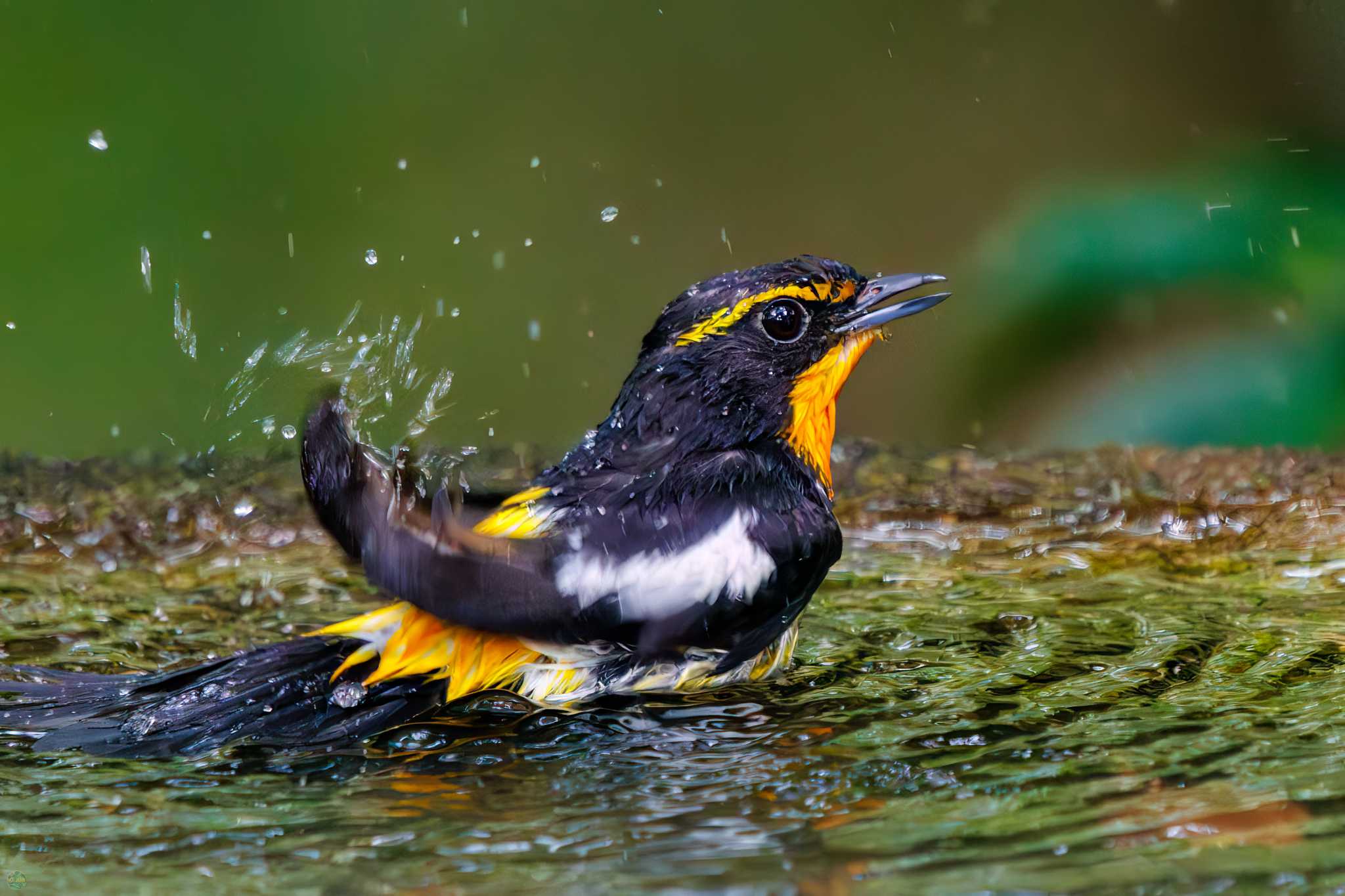 Photo of Narcissus Flycatcher at 権現山(弘法山公園) by d3_plus