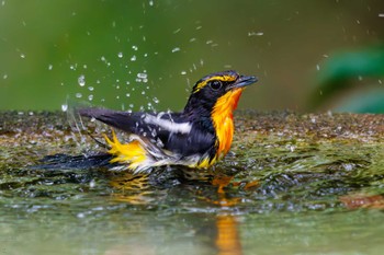 Narcissus Flycatcher 権現山(弘法山公園) Sat, 7/9/2022