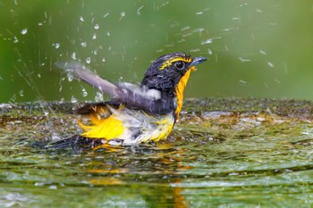 Narcissus Flycatcher 権現山(弘法山公園) Sat, 7/9/2022