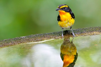 Narcissus Flycatcher 権現山(弘法山公園) Sat, 7/9/2022