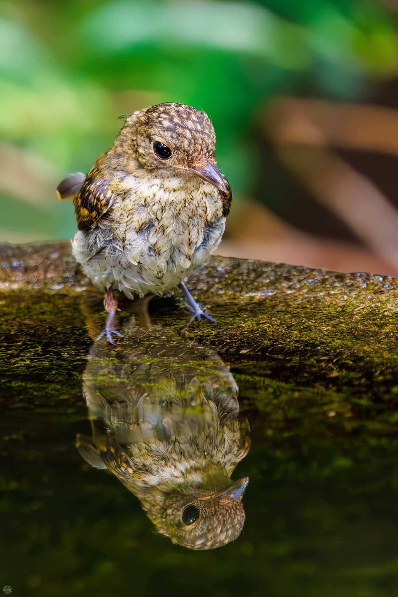 Photo of Narcissus Flycatcher at 権現山(弘法山公園) by d3_plus