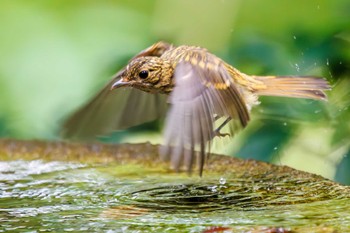 Narcissus Flycatcher 権現山(弘法山公園) Sat, 7/9/2022