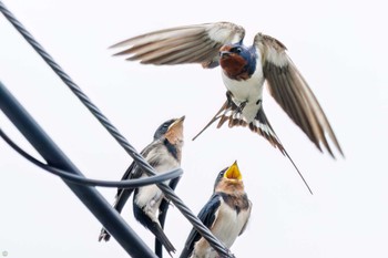 Barn Swallow 権現山(弘法山公園) Sat, 7/9/2022