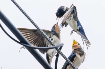 Barn Swallow 権現山(弘法山公園) Sat, 7/9/2022