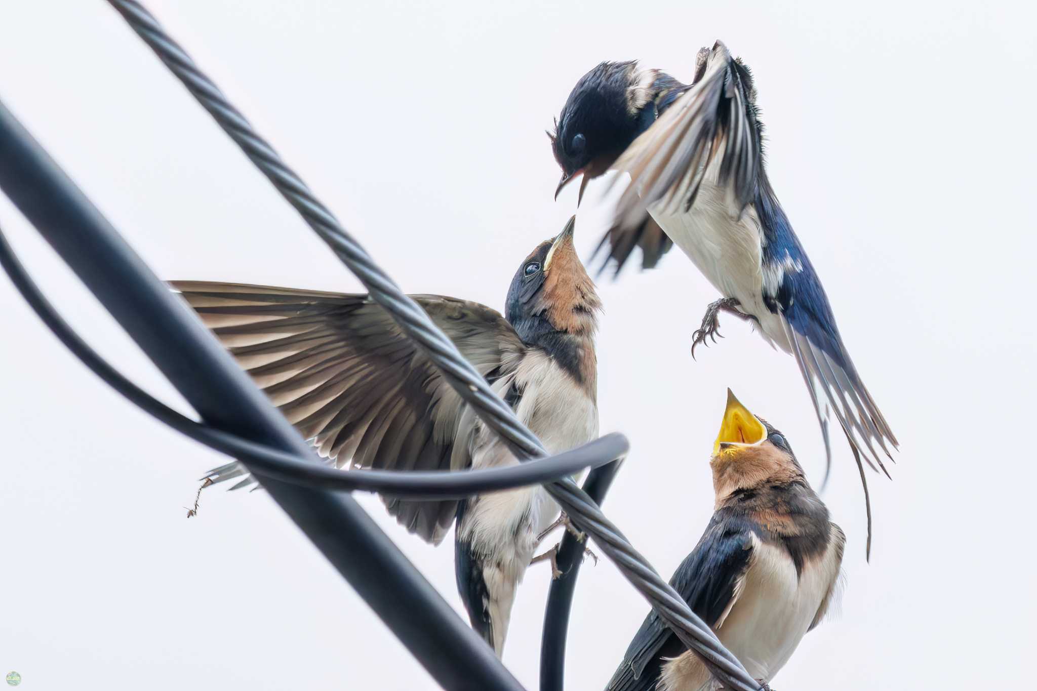 Photo of Barn Swallow at 権現山(弘法山公園) by d3_plus