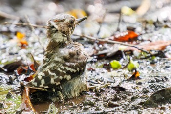 Japanese Pygmy Woodpecker 権現山(弘法山公園) Sat, 7/9/2022