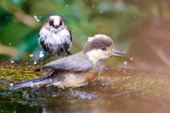 Long-tailed Tit 権現山(弘法山公園) Sat, 7/9/2022