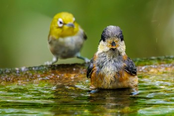 Varied Tit 権現山(弘法山公園) Sat, 7/9/2022