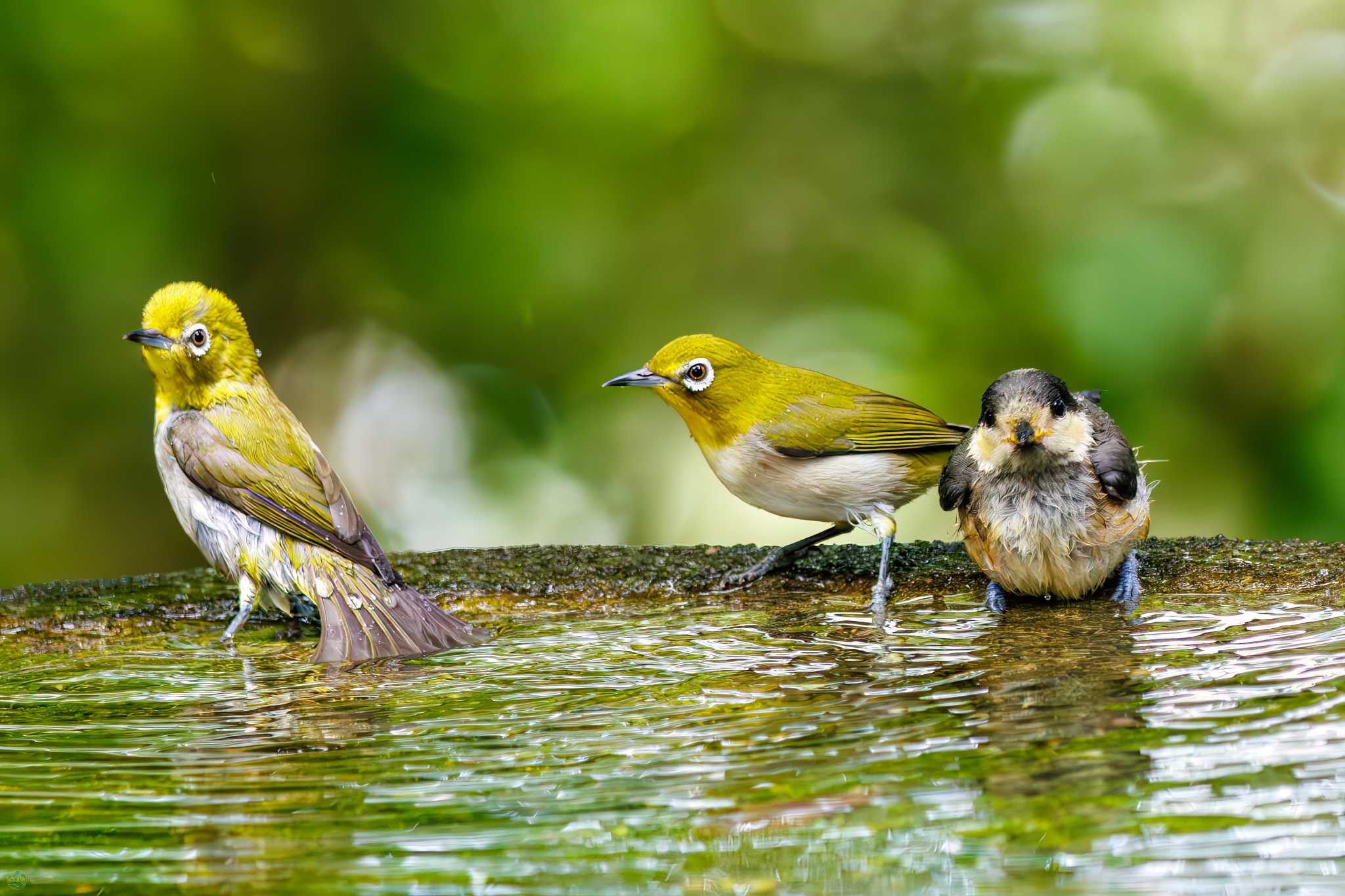 Photo of Warbling White-eye at 権現山(弘法山公園) by d3_plus