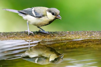 Japanese Tit 権現山(弘法山公園) Sat, 7/9/2022