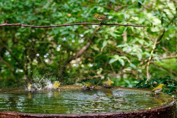 Warbling White-eye 権現山(弘法山公園) Sat, 7/9/2022