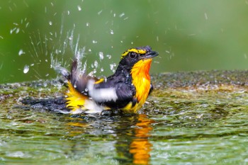 Sat, 7/9/2022 Birding report at 権現山(弘法山公園)