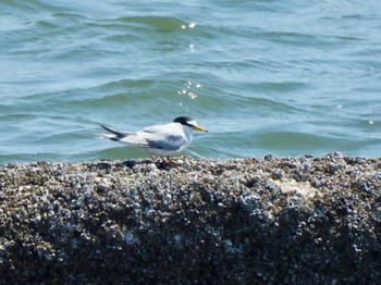 Mon, 5/1/2023 Birding report at 甲子園浜(兵庫県西宮市)