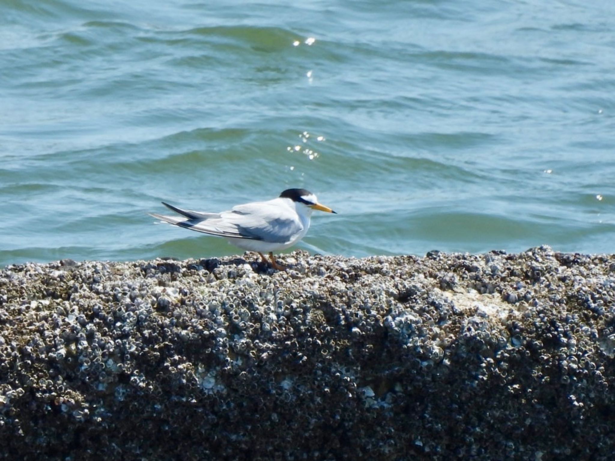 Little Tern