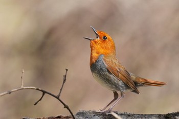 2023年4月28日(金) 柳沢峠の野鳥観察記録