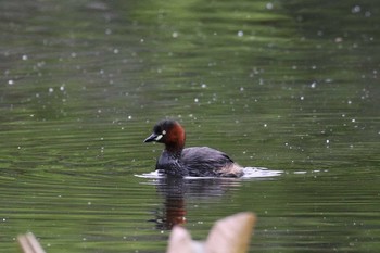 2018年6月10日(日) 大沼公園(北海道七飯町)の野鳥観察記録