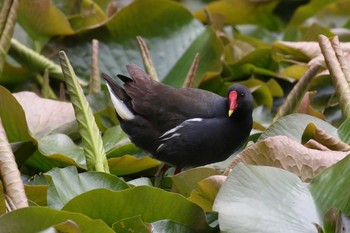 バン 大沼公園(北海道七飯町) 2018年6月10日(日)