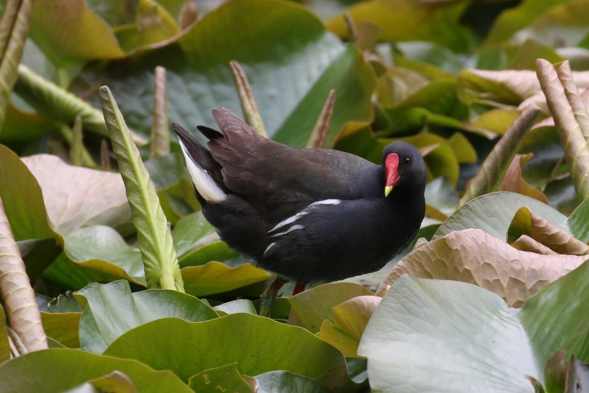 Common Moorhen