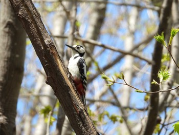 2023年5月1日(月) 宮丘公園(札幌市西区)の野鳥観察記録