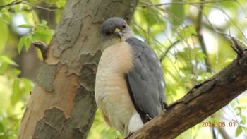 Japanese Sparrowhawk Unknown Spots Mon, 5/1/2023