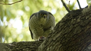 ツミ 猿江恩賜公園 2023年4月23日(日)