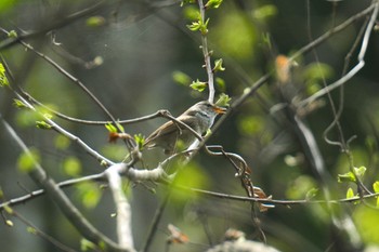 Japanese Bush Warbler 青森県十和田市 Sat, 4/29/2023