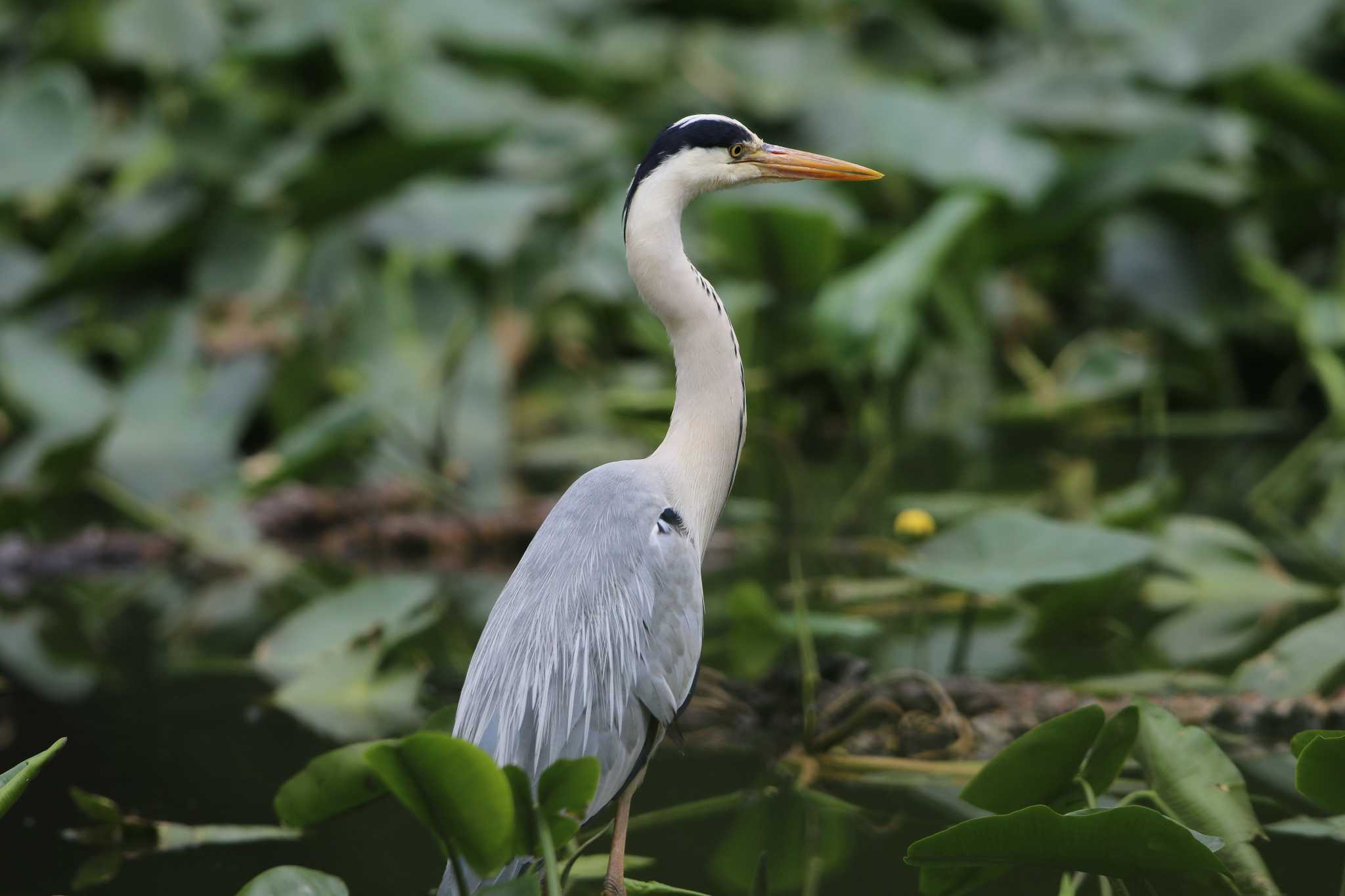 Grey Heron