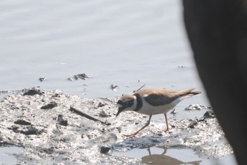 コチドリ 葛西臨海公園 2023年5月1日(月)