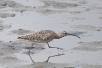 チュウシャクシギ 葛西臨海公園 2023年5月1日(月)