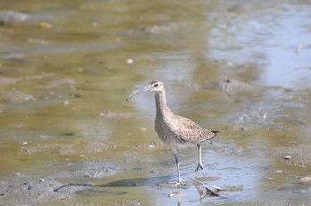 Eurasian Whimbrel Kasai Rinkai Park Mon, 5/1/2023