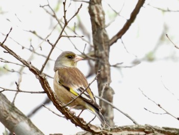 Grey-capped Greenfinch 北海道帯広市 Sun, 4/30/2023