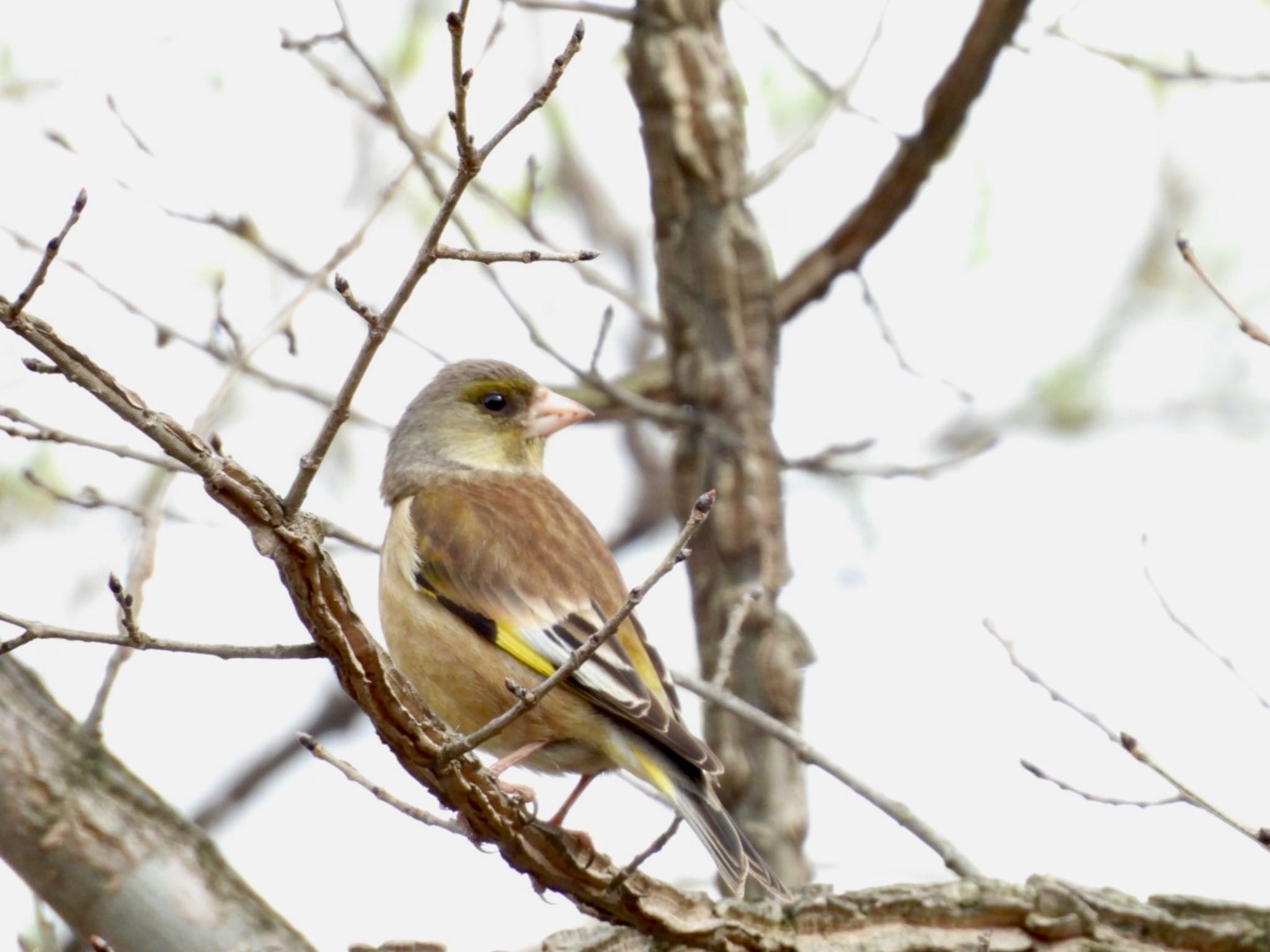 Photo of Grey-capped Greenfinch at 北海道帯広市 by Yukarich