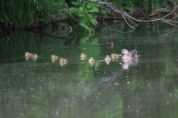 カルガモ 大沼公園(北海道七飯町) 2018年6月10日(日)