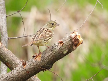 Masked Bunting 北海道帯広市 Sun, 4/30/2023