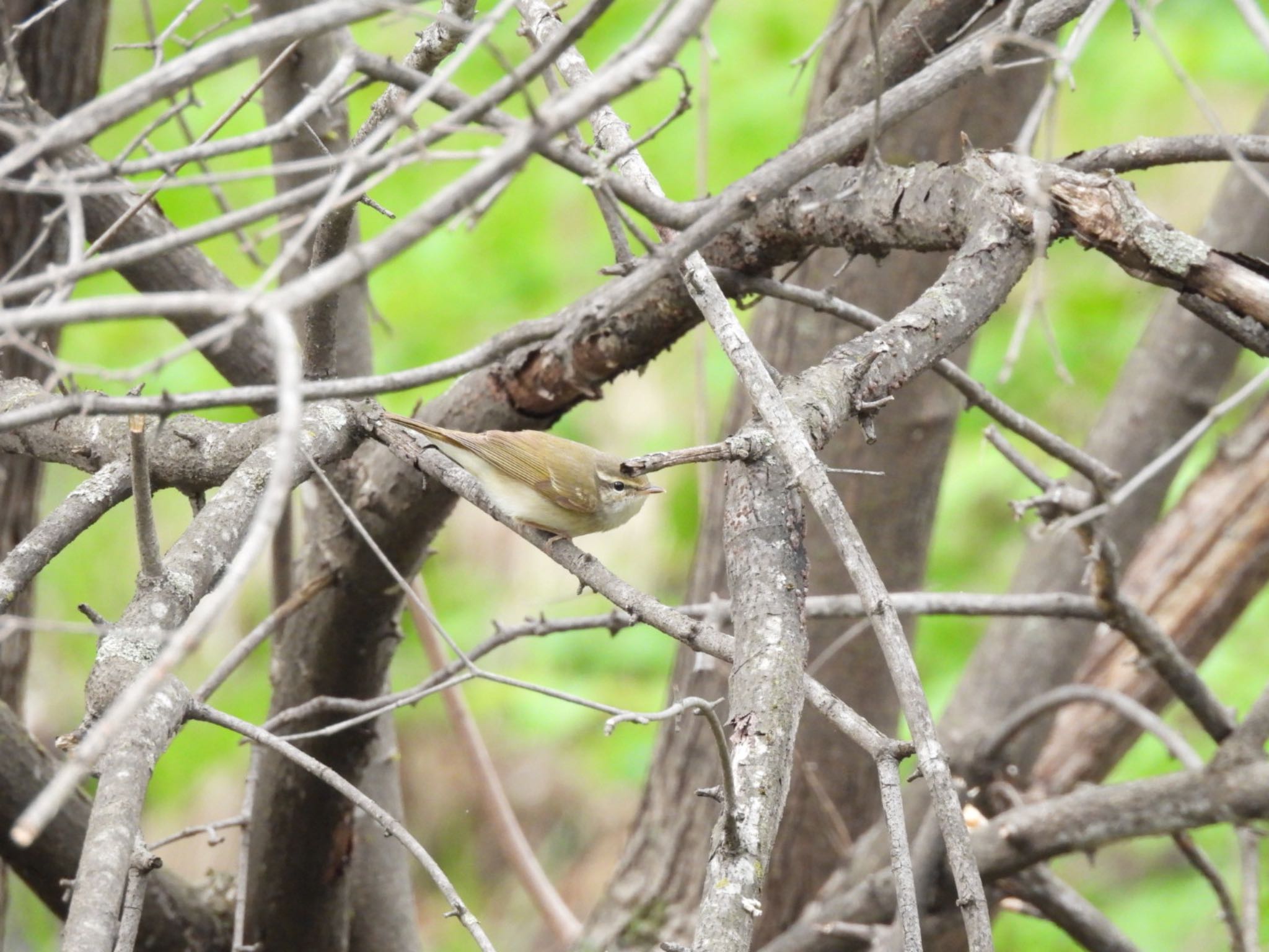 Photo of Arctic Warbler at 北海道帯広市 by Yukarich