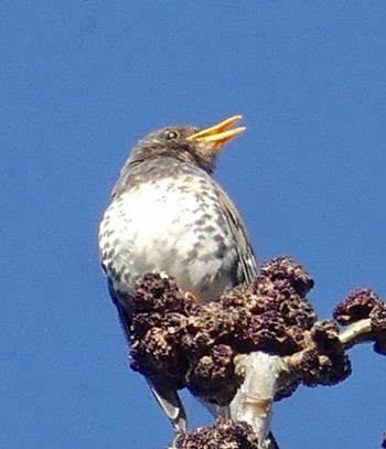 2023年5月1日(月) 西岡公園(西岡水源地)の野鳥観察記録