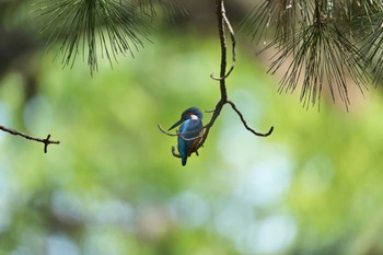 カワセミ 名城公園 2023年5月1日(月)