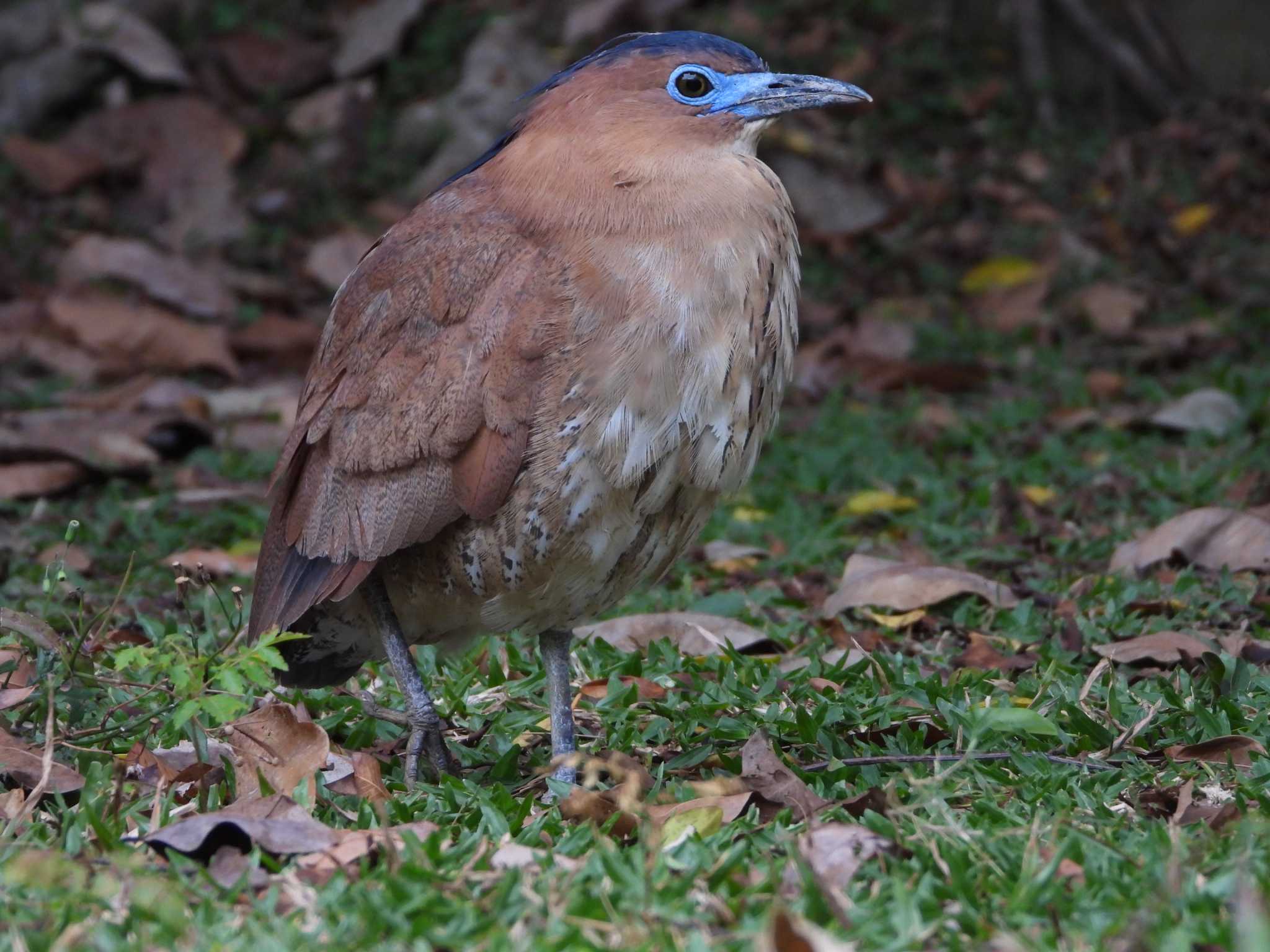 Photo of Malayan Night Heron at 大安森林公園 by このはずく